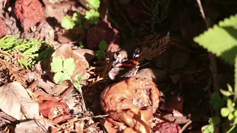 Butterfly on rotten fruit, slow motion Stock Footage 80492322