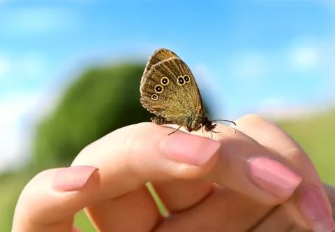 Butterfly with rounds pattern on wings sitting on woman fingers hand with sky Stock Photos