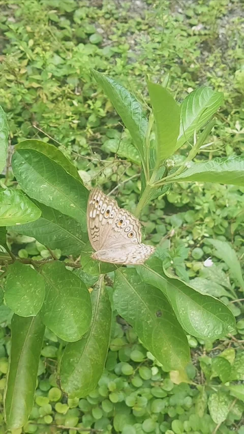 Butterfly on Ruellia Leaf, Vertical Stock-Footage 305366404