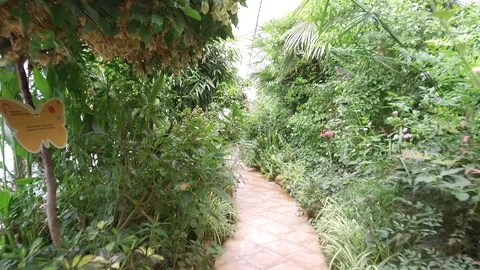 Butterfly Sanctuary Stock Footage 95538975