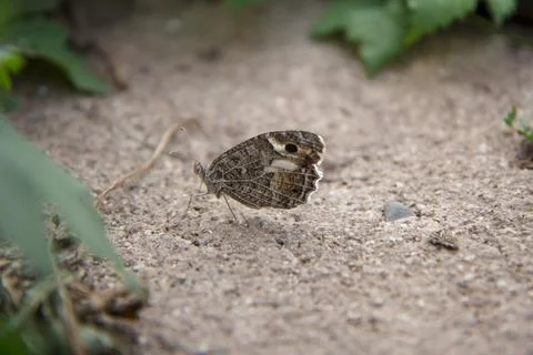 Butterfly on the sand Stock Photos