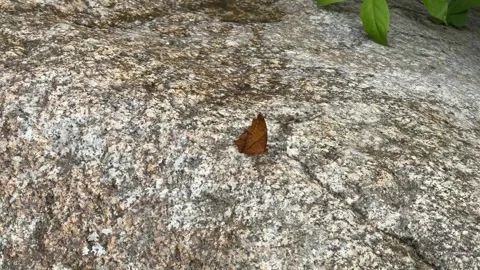 Butterfly on sandy rock surface in Cambodia Stock-Footage 336781933