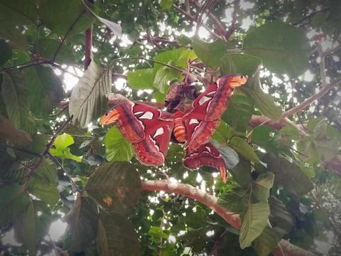 Butterfly in Santon Garden Stock Photos