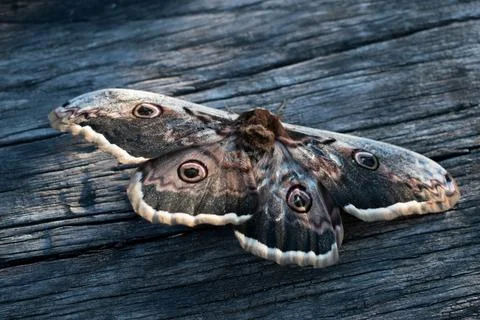 Butterfly Saturnia pyri with spread wings. Giant peacock moth Stock Photos