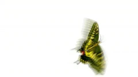 Butterfly, seamless loop, alpha matte, HD 1080p Stock Footage