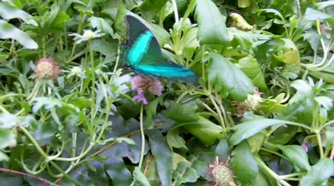 Butterfly searching Stock Footage 504033