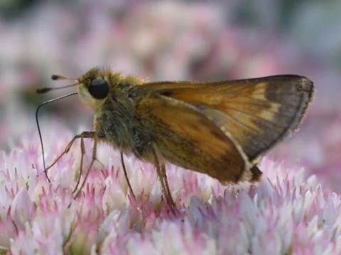 Butterfly on Sedum Stock Photos