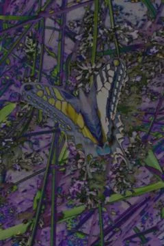 BUTTERFLY...... SEGELFALTER Stock Illustration