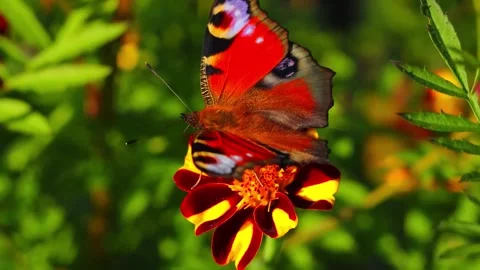 Butterfly set on the flower Stock Footage 288007998
