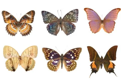 Butterfly set Stock-Fotos