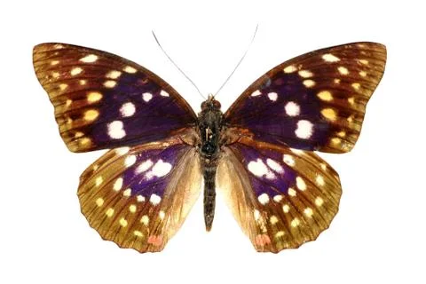 Butterfly set Stock-Fotos