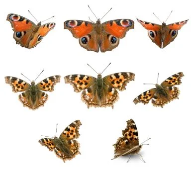 Butterfly set Stock Photos