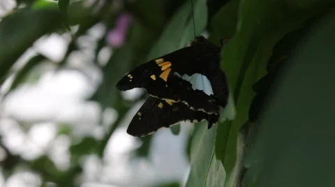 Butterfly in the shade of a bush Stock Footage 53200813