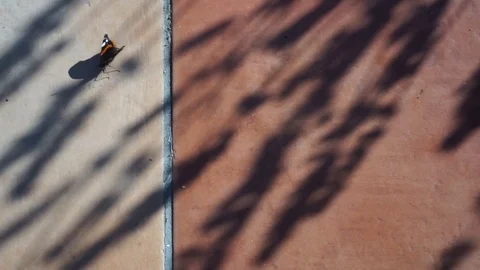 Butterfly in the shade Stock Footage 93042520