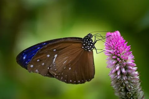 The butterfly shadow Stock Photos