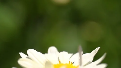 Butterfly Shadow in slowmotion 01 Video stock 87487573