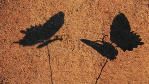 Butterfly shadow stone background hd footage Stock Footage 106719227