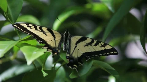 Butterfly in the shadows Stock Footage 7761738