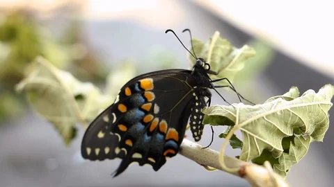 Butterfly Shaking Leg Crawling Video stock 120160450