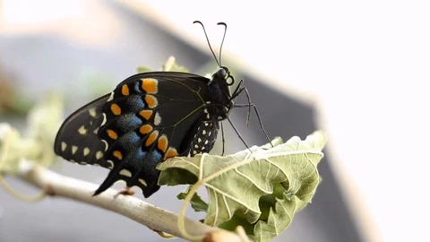 Butterfly Shaking Leg Flapping wings Stock Footage 120160701