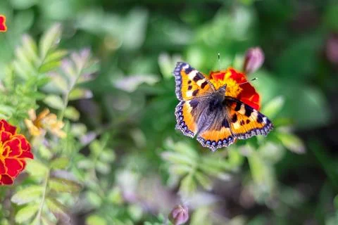 Butterfly in shell of small turtle on Tagetes flowers. Collecting pollen an.. Stock Photos