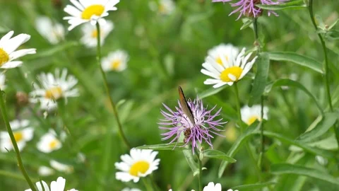 Butterfly shokoladnitsa 스톡 동영상 117334517