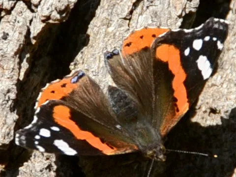 Butterfly shooting of macro. Related clips are in my portfolio in 1920x1080. Video stock 45593633