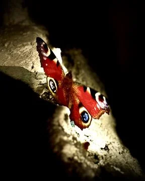 Butterfly shot Stock Photos