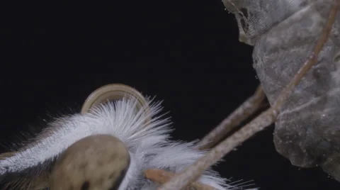 Butterfly is shown joining the two halves of its tongue (proboscis) together Stock Footage 68168959