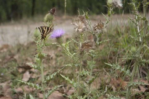Butterfly from the side Foto stock