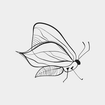 Butterfly Side View Flying Line Art Illustration