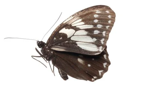 Butterfly side view Stock-Fotos