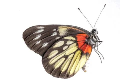 Butterfly side view Foto stock