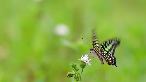 Butterfly sipping nectar from white flowers in slow motion, then flying away Stock Footage 332588095