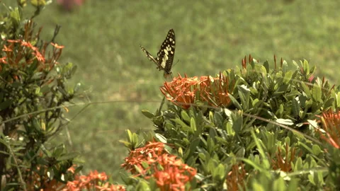 A butterfly sips nectar from a flower in a garden. Stock Footage 264877820