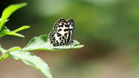 Butterfly sit on leaf Stock Footage 210389977
