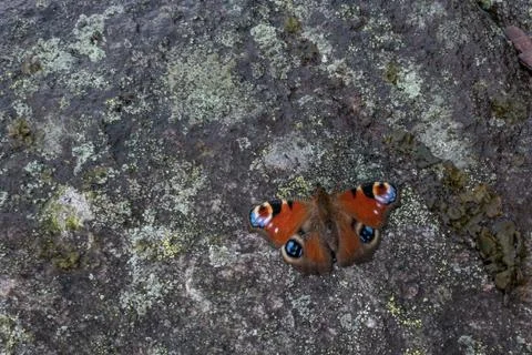 Butterfly sit on stone Foto stock