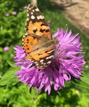 Butterfly sit on violet flower, Common tiger butterfly Stock Photos