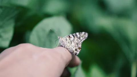 Butterfly sits on the arm Video stock 112307266