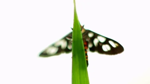 A butterfly sits on a blade of grass Stock Footage 82147544