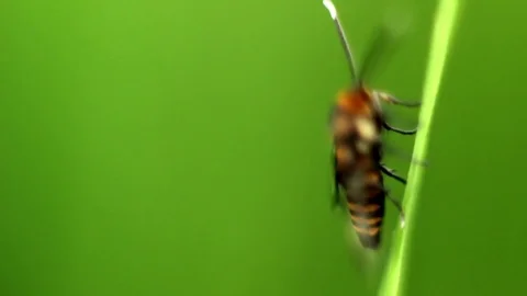 A butterfly sits on a blade of grass Video stock 82147562