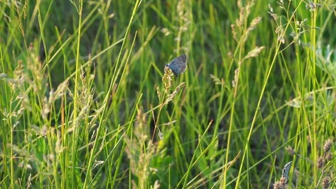 The butterfly sits on a blade tip. Stock Footage 103608298