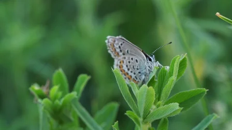 The butterfly sits on a blade tip. Stock Footage 103612736