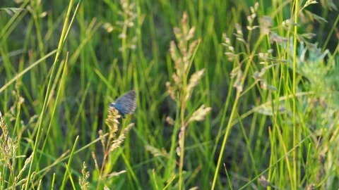 The butterfly sits on a blade tip. Sunset. Stock Footage 103608304