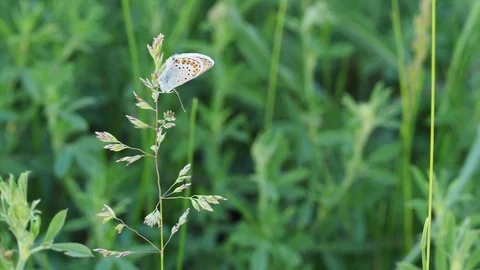 The butterfly sits on a blade tip. Sunset. Stock Footage 103612740
