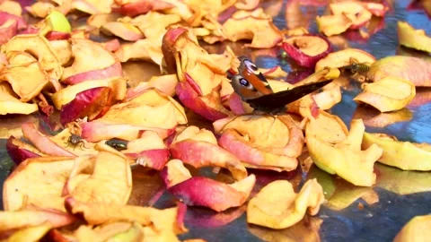 A butterfly sits on dried apples Видео 207779943