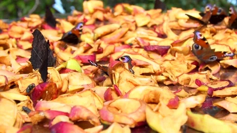 A butterfly sits on dried apples Stock Footage 207779944
