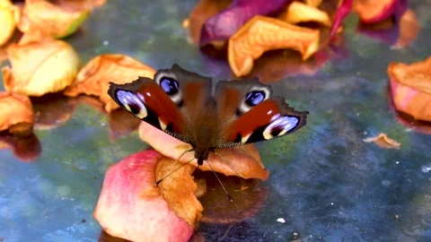 A butterfly sits on dried apples Vídeo Stock 207780087