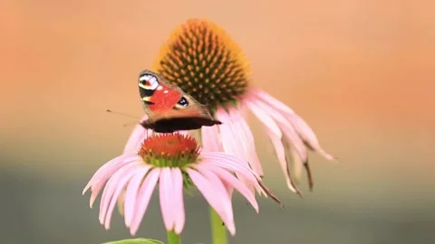 Butterfly sits on echinacea flower, the wind blows Stock Footage 203786936