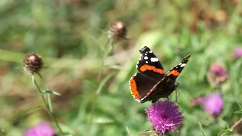 Butterfly sits on flower drinking nectar Stock Footage 202172905